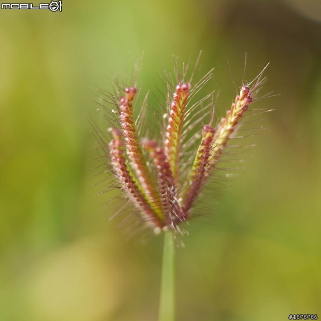(開箱文) 近攝另外選擇~~千元的前端鏡:Opteka 10X Macro