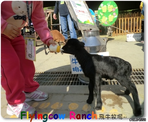 飛牛牧場一日遊(灑花)