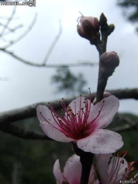 阿里山