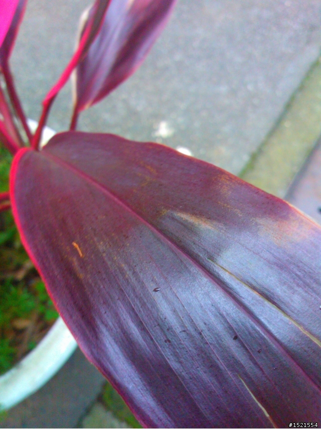 【分享】Nokia Lumia 800 與我的一天