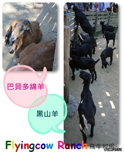 飛牛牧場一日遊(灑花)