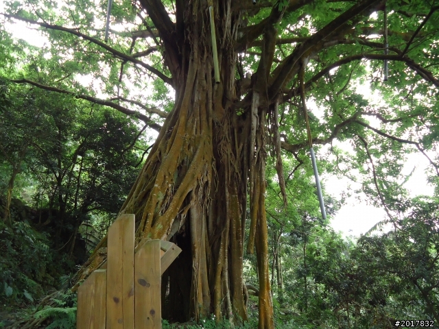 12/11南化烏山步道縱走(紫竹寺--烏山稜線--龍湖寺段)