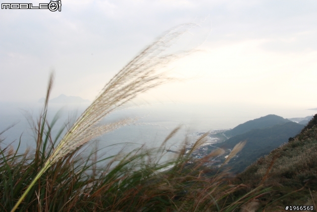 芒花拾穗~草嶺古道芒花季