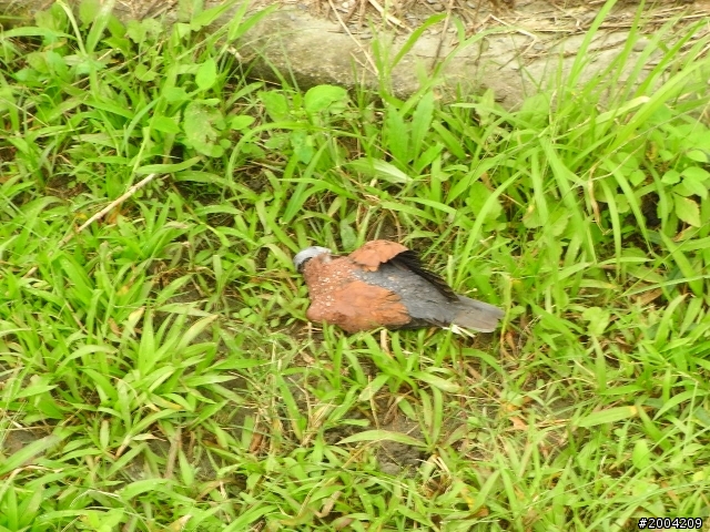 2011豬與猴環島之旅(上)