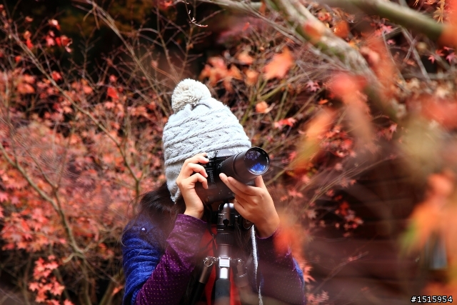 11/26 福壽山陰雨楓紅(canon 5D2)