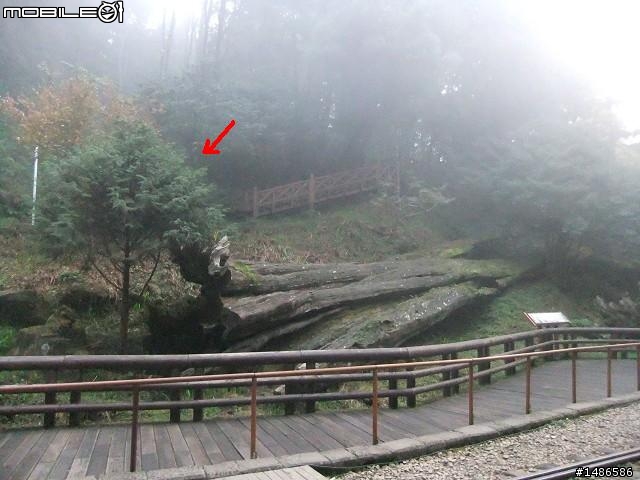 阿里山