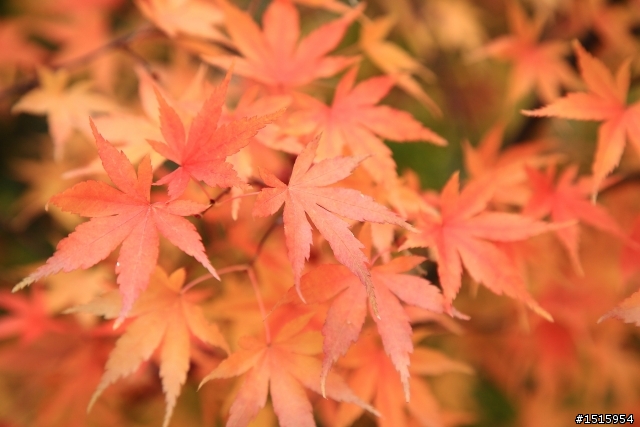 11/26 福壽山陰雨楓紅(canon 5D2)