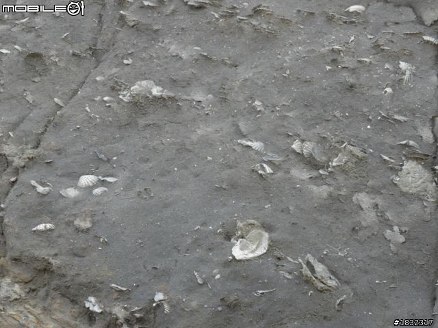 1001120綠光海風在苗栗,鐵馬遨遊任我行