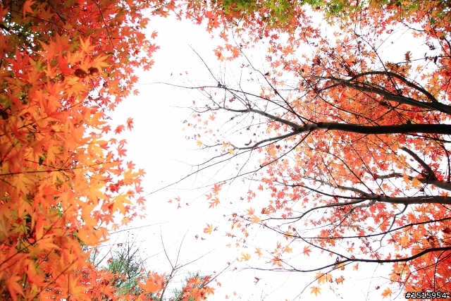 11/26 福壽山陰雨楓紅(canon 5D2)