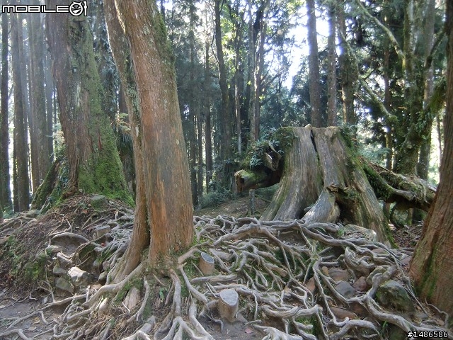 阿里山