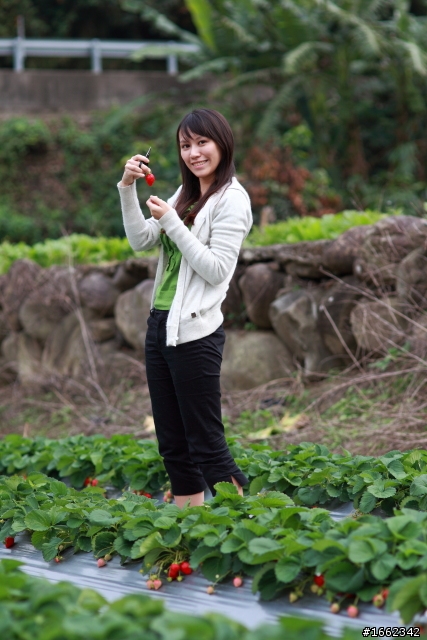 2011 大湖採草莓~佳佳草莓園