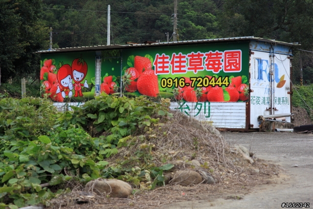 2011 大湖採草莓~佳佳草莓園