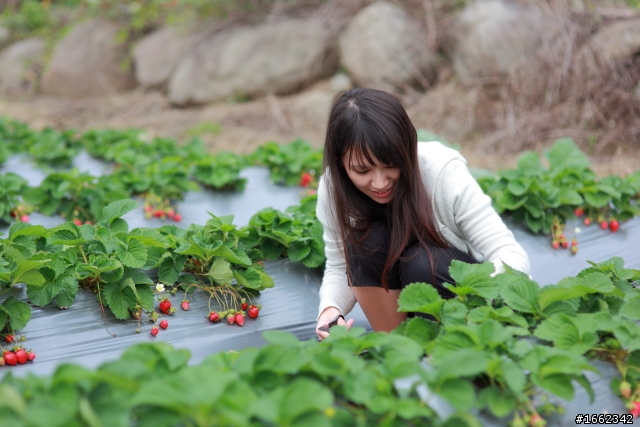 2011 大湖採草莓~佳佳草莓園