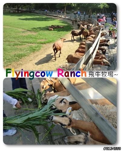 飛牛牧場一日遊(灑花)