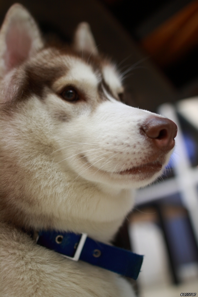 人生第一支L鏡... EF 24mm f/1.4L II USM