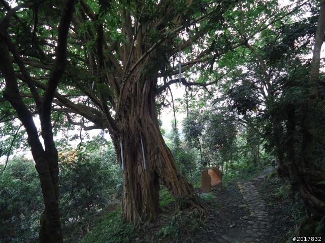 12/11南化烏山步道縱走(紫竹寺--烏山稜線--龍湖寺段)