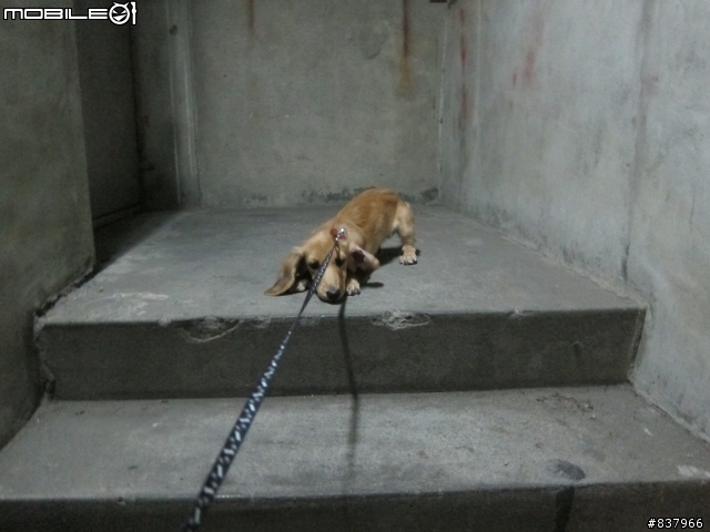 請益如何訓練超級愛吃的臘腸玩飛盤?