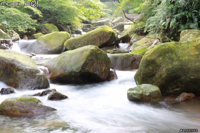芒花拾穗~草嶺古道芒花季