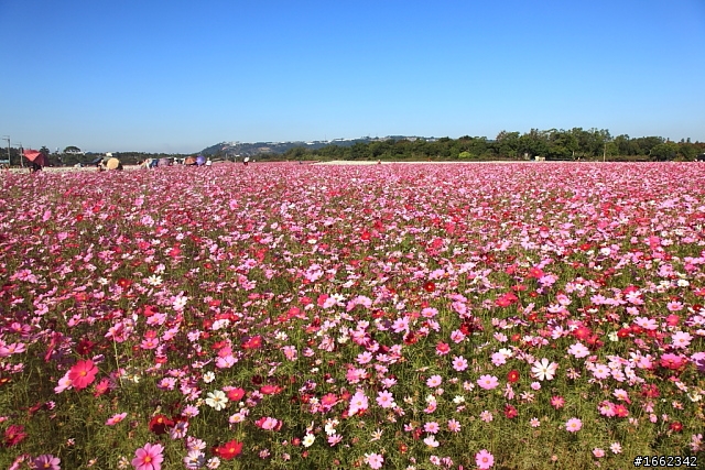 2011/11/30 我在新社花海.天氣晴