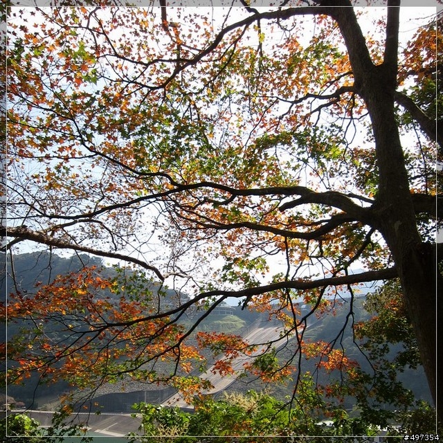 2011年 石門水庫、楓葉、晴
