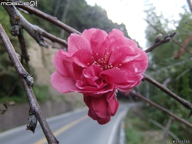 阿里山