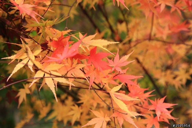11/26 福壽山陰雨楓紅(canon 5D2)