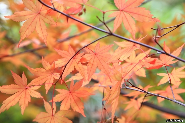 11/26 福壽山陰雨楓紅(canon 5D2)