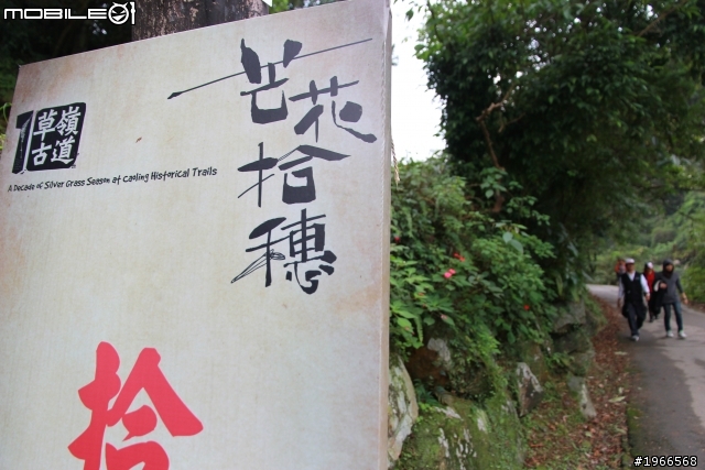 芒花拾穗~草嶺古道芒花季
