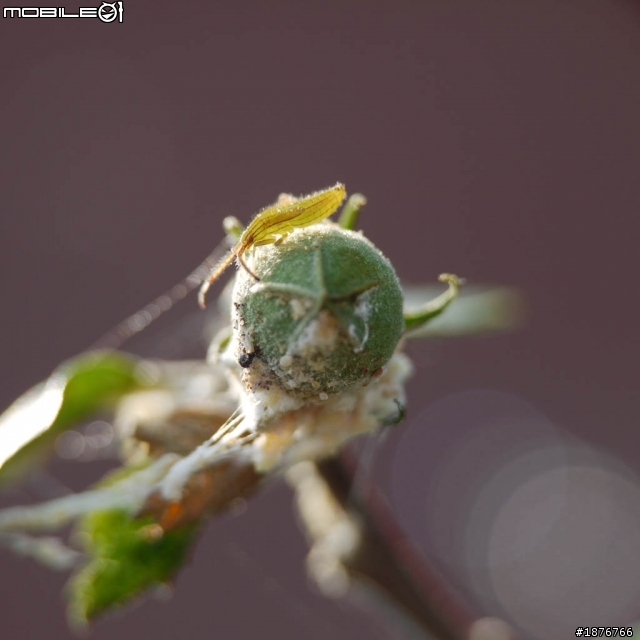(開箱文) 近攝另外選擇~~千元的前端鏡:Opteka 10X Macro