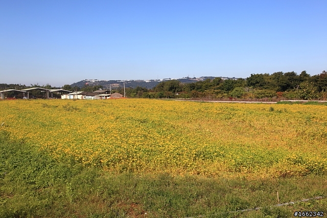 2011/11/30 我在新社花海.天氣晴
