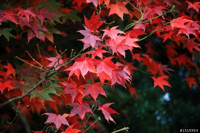 11/26 福壽山陰雨楓紅(canon 5D2)