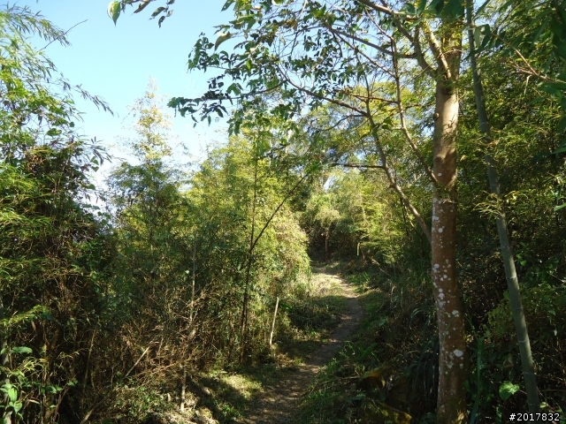 2012/01/27嘉義竹崎獨立山-大巃頂-安靖古道