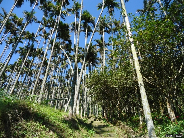 2012/01/27嘉義竹崎獨立山-大巃頂-安靖古道