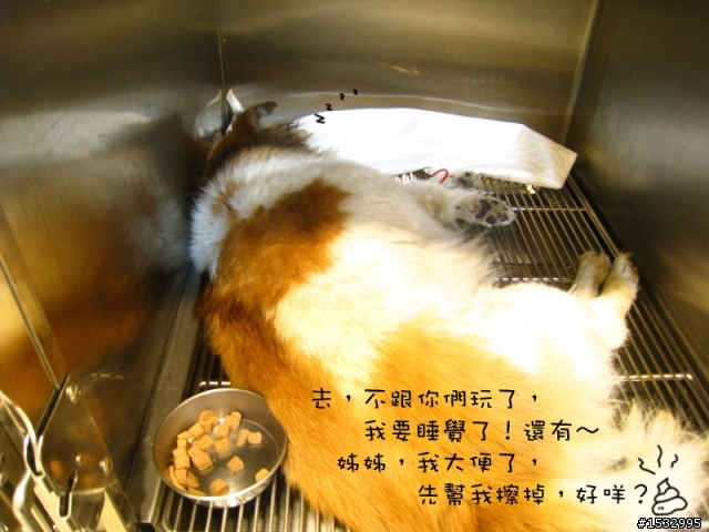 媽,過年我去新竹玩,撿到一隻車禍狗怎麼辦?(大寶站起來了)