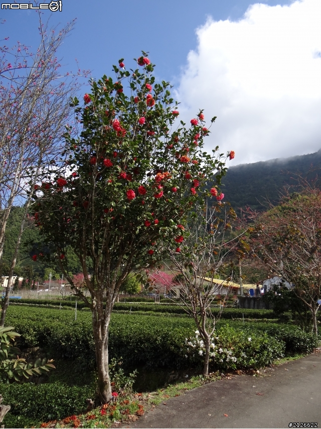 1月26日台21線草坪頭賞櫻