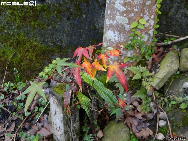 1月26日台21線草坪頭賞櫻