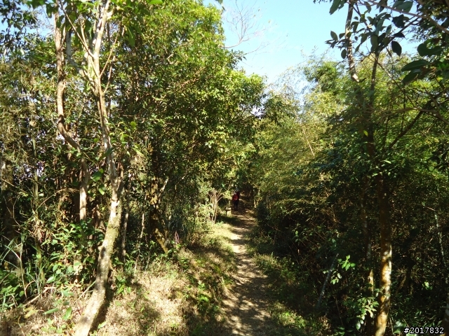 2012/01/27嘉義竹崎獨立山-大巃頂-安靖古道