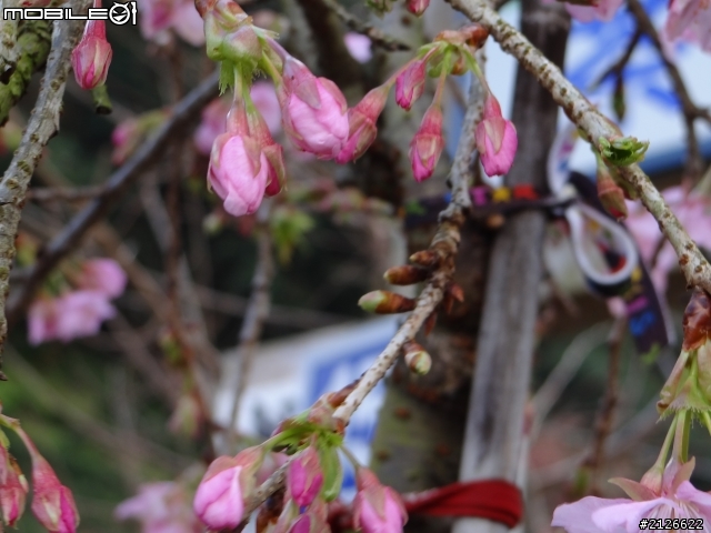 1月26日台21線草坪頭賞櫻