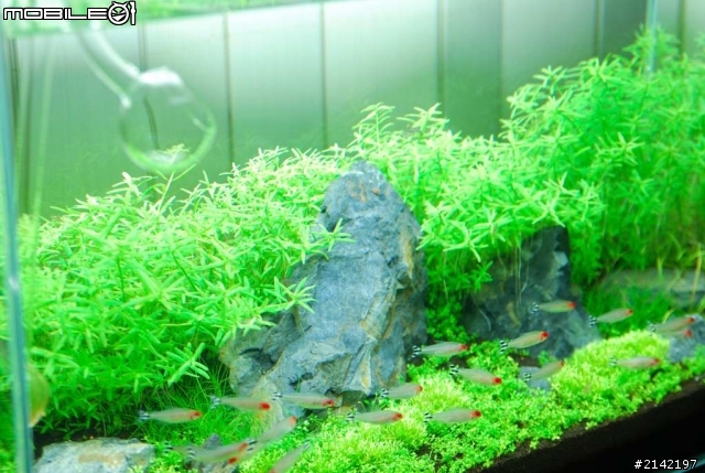 2012 年新年新氣象 大家的水草造景缸換景了嗎? 我的造景過程記錄