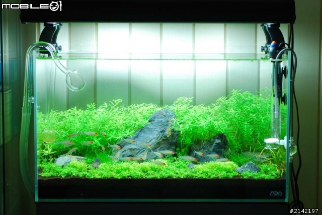 2012 年新年新氣象 大家的水草造景缸換景了嗎? 我的造景過程記錄