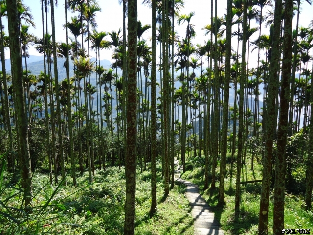 2012/01/27嘉義竹崎獨立山-大巃頂-安靖古道