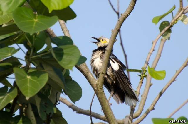 我的N 70-300 F4.5-5.6 入手開箱^^(1/29更新戶外照)