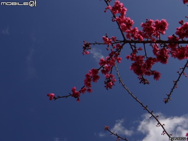 1月26日台21線草坪頭賞櫻