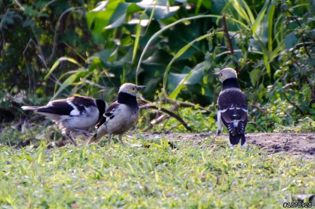 我的N 70-300 F4.5-5.6 入手開箱^^(1/29更新戶外照)