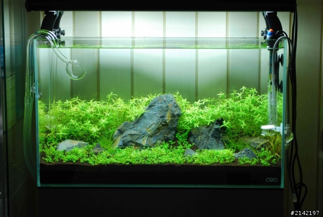 2012 年新年新氣象 大家的水草造景缸換景了嗎? 我的造景過程記錄