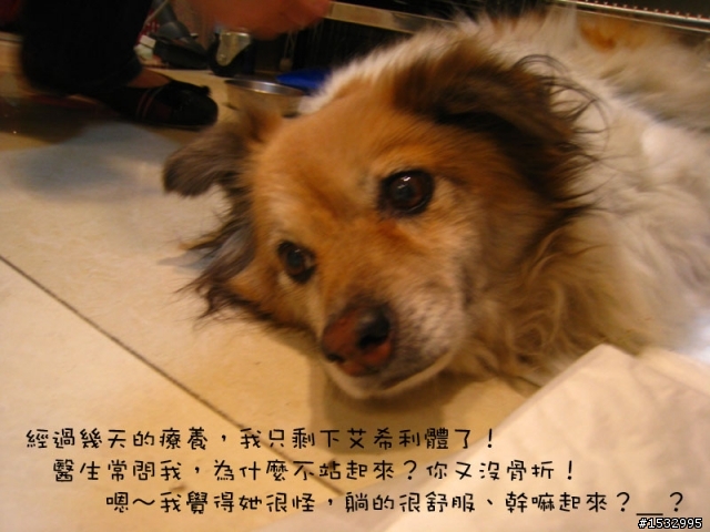 媽,過年我去新竹玩,撿到一隻車禍狗怎麼辦?(大寶站起來了)