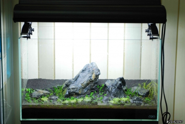 2012 年新年新氣象 大家的水草造景缸換景了嗎? 我的造景過程記錄