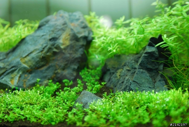 2012 年新年新氣象 大家的水草造景缸換景了嗎? 我的造景過程記錄