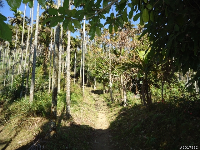2012/01/27嘉義竹崎獨立山-大巃頂-安靖古道