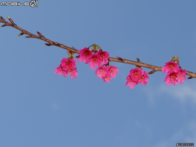 1月26日台21線草坪頭賞櫻
